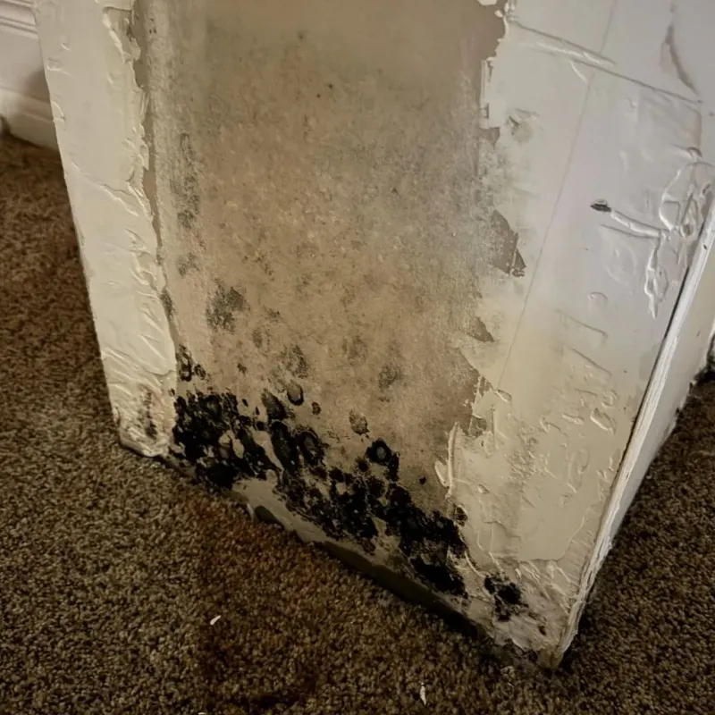 Professional Mold Removal in Henry County, IA
